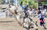 Popular bull riding at the Laton Lions Club Rodeo.